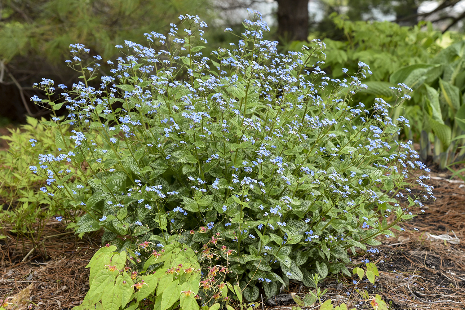 Brunnera